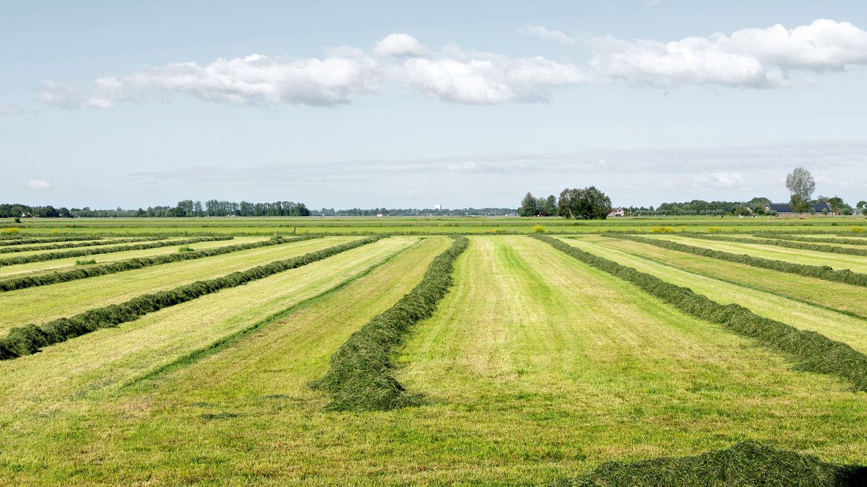 Groen hooi in nette zwaden op vlak landbouwland